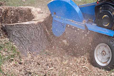 Everything You Need to Know About Stump Grinding