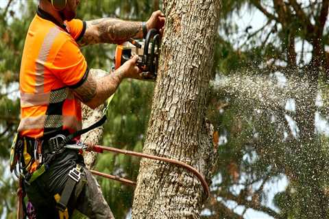 What is Tree Felling and How to Do It Safely