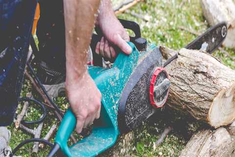 Choosing A Professional Tree Care Service In Fredericksburg