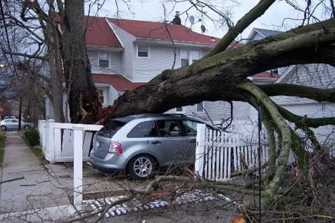 Rishton Tree Surgeons Commercial And Residential Tree Contractor