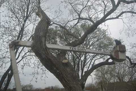 Tree Surgeon in Poynton 24-Hr Emergency Tree Services Felling Dismantling & Removal