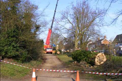 St Mellons Tree Surgeon Commercial & Residential Tree Trimming & Removal Services