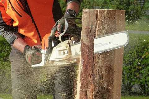 Saltmarsh Tree Surgeon Tree Felling Removal And Dismantling Throughout Saltmarsh