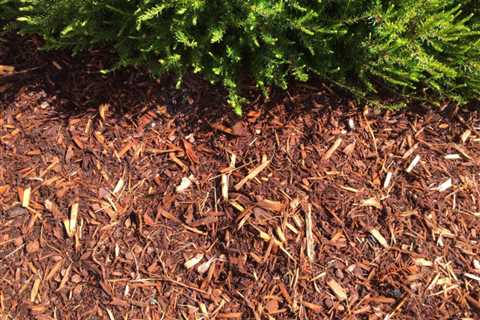 Best Bark Mulch For Weed Control