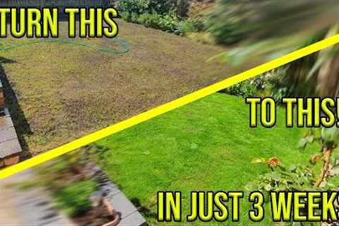 HOW TO FIX YOUR PATCHY LAWN *IN JUST 3 WEEKS*