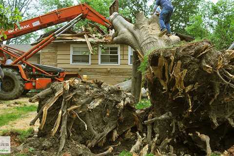 Standard post published to Baxter's Tree Service at July 19, 2023 16:03