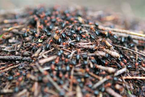 How Long Does Cedar Mulch Repel Bugs