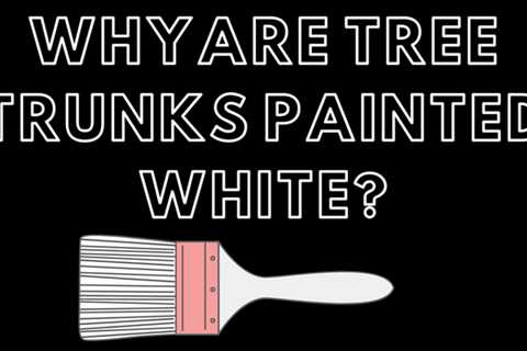 Why are tree trunks painted white?