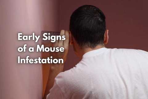 Early Signs of a Mouse Infestation in Your Georgetown Home