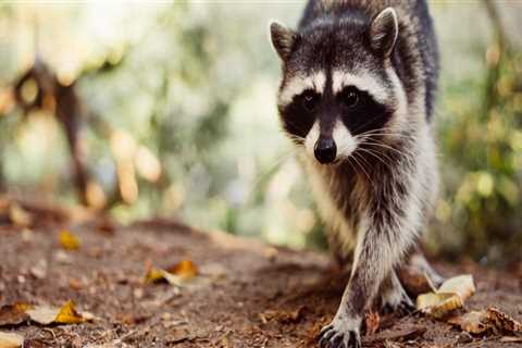 How A Wildlife Removal Service Can Assist With Outdoor Pest Control In Texas