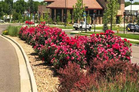 Enhance Your Lubbock, Texas Property Value With Strategic Landscaping Tree Planting Services