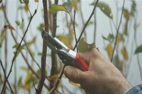 Investing in Tree Pruning: Why Lubbock Residents Choose Professional Tree Trimming Services