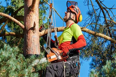 Is an Arborist a Rewarding Career Choice?