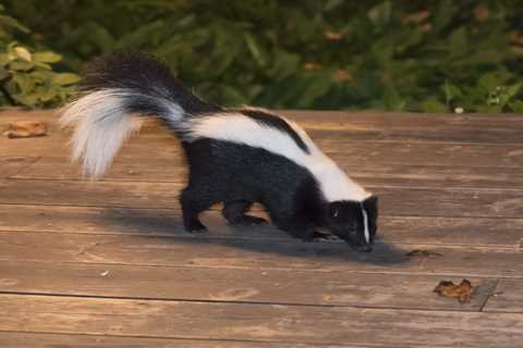 Skunk Removal San Antonio: How Do Experts Handle Skunk Problems?