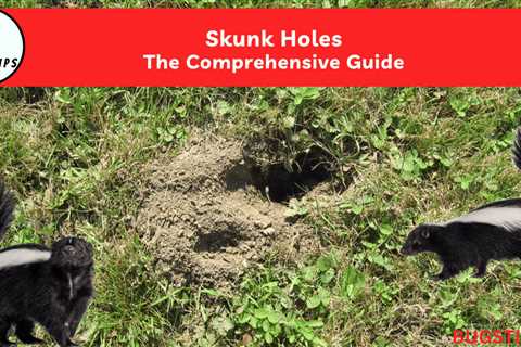 How Do I Identify If Skunks Are Digging In My Garden In San Diego?