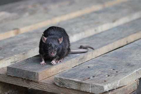 Rodent Control In Fort Lauderdale: Tips To Keep Your Home Rodent-Free