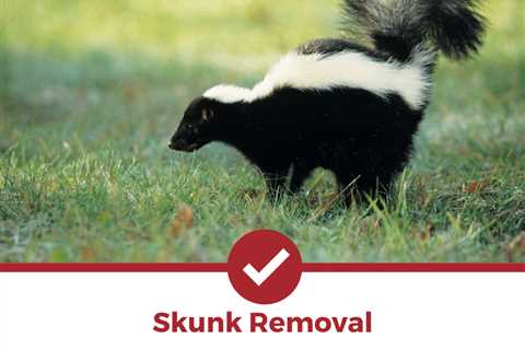 Average Cost For Skunk Removal: How Much Should You Expect To Pay?