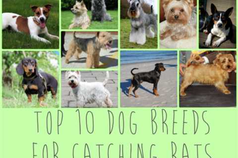 Best Dogs For Rodent Control: Breeds That Excel At Keeping Vermin At Bay