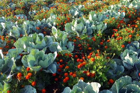 Do Marigolds Repel Animals? Exploring The Effectiveness Of A Colorful Garden Companion