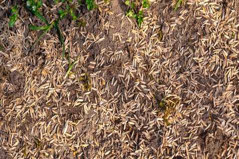 Why seed grass in the fall?