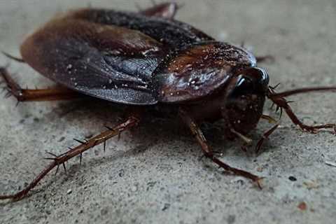 Boston Cockroach Control: Effective Strategies For Roach Extermination In Beantown