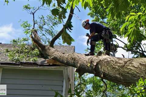 Standard post published to Baxter's Tree Service at August 15 2023 16:02