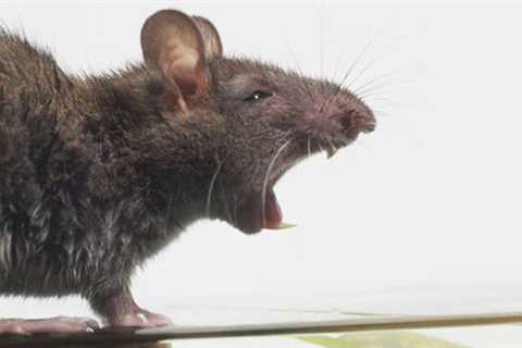 Rodent Control Miami: Proven Methods To Keep Your Home Rodent-Free