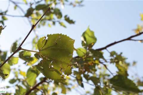 Standard post published to Baxter's Tree Service at August 16 2023 16:00