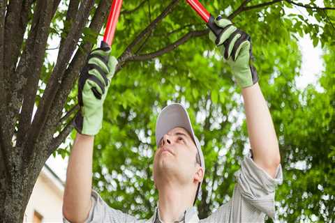 Is tree pruning the same as trimming?