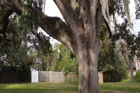 How do you take care of an old tree?