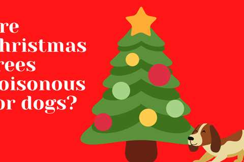 Are Christmas trees poisonous to dogs?