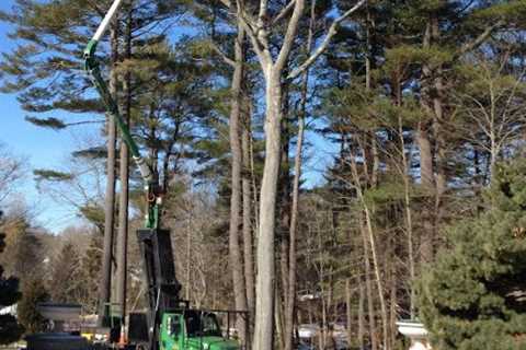 Cicoria Tree and Crane Service, Inc.