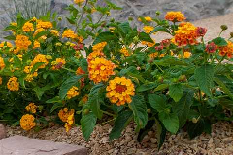 Landscaping With Lantana