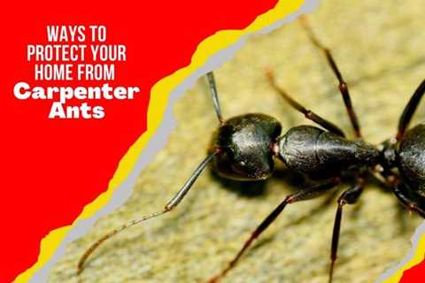 4 Ways to Protect Your Home Against Carpenter Ants