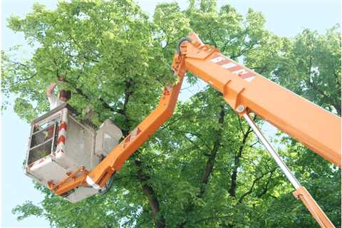 Trimming Vs. Cutting: What Does Your Tree Need?