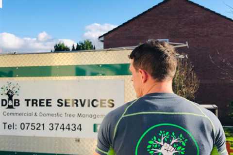 Tree Surgeon Lawrence Hill