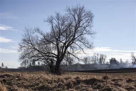 Common Tree Hazards to Look Out for