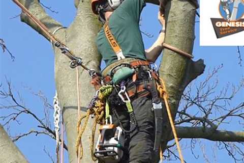 tree removal near me