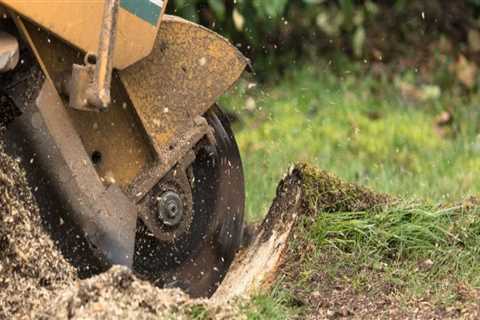 How to Effectively Remove Tree Stumps and Improve Your Yard