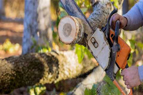 Proper Techniques for Safe and Effective Tree Felling