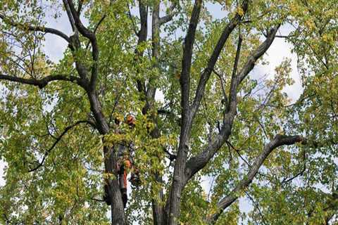 Crown Reduction: Maintaining the Health and Beauty of Your Trees