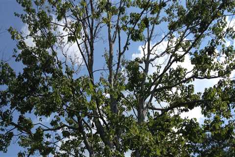 The Process of Obtaining a Permit for Tree Removal in Fayetteville, Georgia