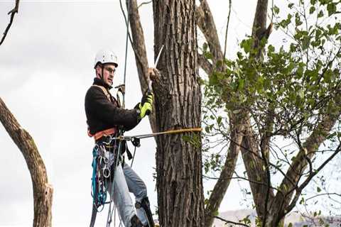 The Comprehensive Services Offered by a Tree Service Company in Fayetteville, Georgia