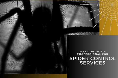 Why You Need Professional Spider Control Services in Mississauga