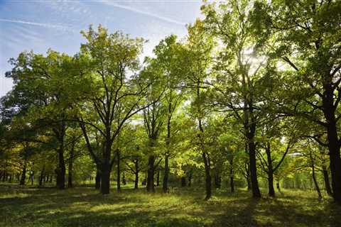 The Risks of Neglecting Tree Care on Your Property