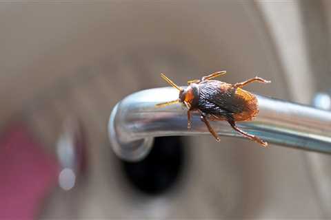 Why pest control is necessary in daily life?