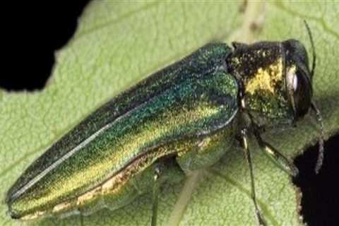 Rooting For Resilience: How Emerald Ash Borer Treatment Services Enhance Grass Seed In Massachusetts