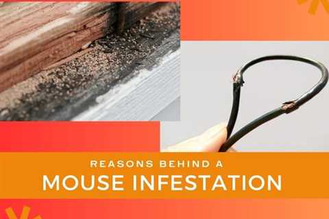 Milton Pest Removal: Unveiling the Reasons Behind Your Mouse Infestation