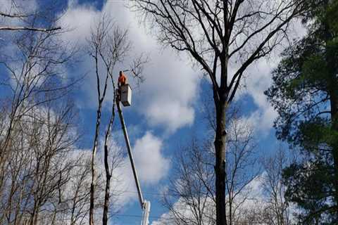 Our Tree Service Process