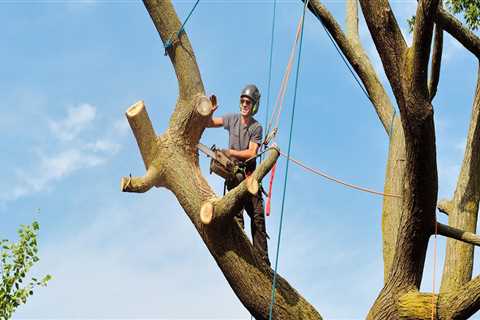 Hazardous Tree Removal